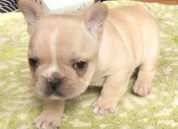 フレンチブルドッグ【福岡県・男の子・2020年11月6日・クリーム】の写真「むちむち可愛💕」