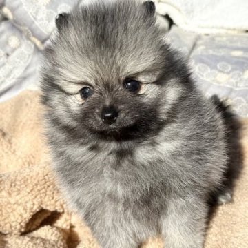 ポメラニアン【福岡県・女の子・2023年10月27日・ウルフセーブル】の写真「ふかふかで可愛い💕」