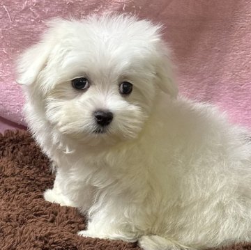 マルチーズ【福岡県・女の子・2024年7月20日・ホワイト】の写真「ふわふわ可愛い💕💕」
