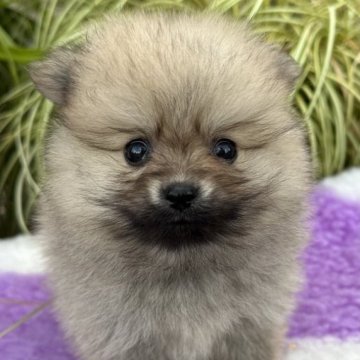 ポメラニアン【福岡県・女の子・2023年7月11日・ウルフセーブル】の写真「ふかふかで可愛い💕」