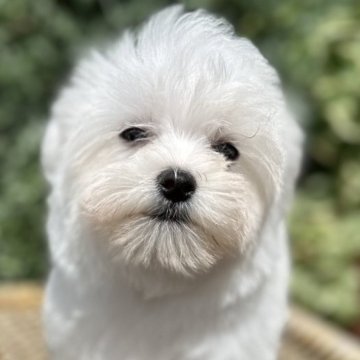 マルチーズ【福岡県・男の子・2023年2月2日・ホワイト】の写真「ふわふわ可愛い💕」