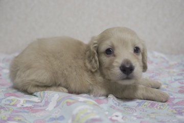 ミニチュアダックスフンド(ロング)【福岡県・男の子・2021年4月17日・イエロー】の写真「お値下げ中💕とても綺麗な色です✨」