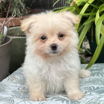 マルチーズ ポメ【福岡県・男の子・2023年8月5日・クリーム】の写真「キュート🌸」