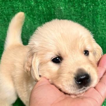 ゴールデンレトリバー【福岡県・女の子・2022年6月16日・ゴールデン】の写真「むちむち可愛い💕」