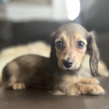 ミニチュアダックスフンド(ロング)【福岡県・女の子・2022年5月15日・シェーデッドイエロー】の写真「小ぶりで可愛い💕」