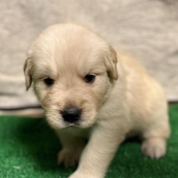 ゴールデンレトリバー【福岡県・女の子・2022年6月16日・ゴールデン】の写真「ふんわり可愛い💕」