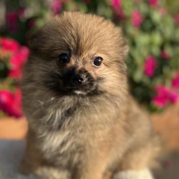 ポメラニアン【福岡県・女の子・2022年8月27日・オレンジセーブル】の写真「ふわふわ可愛い💕」