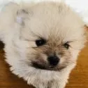ポメラニアン【福岡県・男の子・2020年2月16日・クリーム】の写真1「3／20撮影」