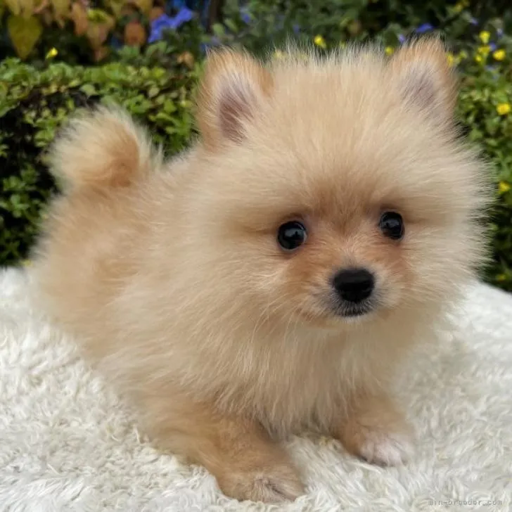 ID:2210-00441の子犬