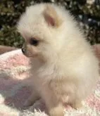 ポメラニアン【福岡県・男の子・2022年12月23日・クリーム】の写真3