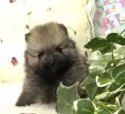 ポメラニアン【福岡県・男の子・2019年10月31日・ウルフセーブル】の写真3