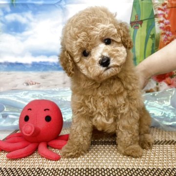 トイプードル(タイニー)【北海道・男の子・2025年5月12日・アプリコット】の写真「親犬の母犬プード2.3、父犬トイプードル2.7キロ」
