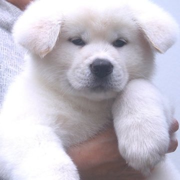 秋田犬【茨城県・男の子・2025年1月16日・白毛】の写真「鼻黒で純白の男の子です。」