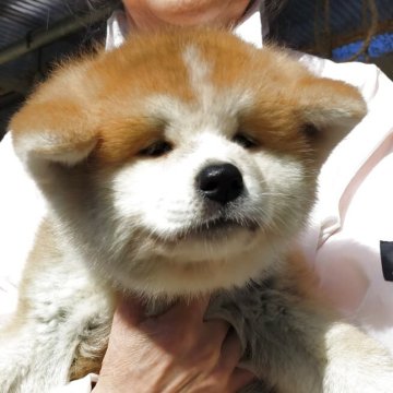 秋田犬【茨城県・男の子・2025年8月25日・赤毛】の写真「とても元気な男の子です」