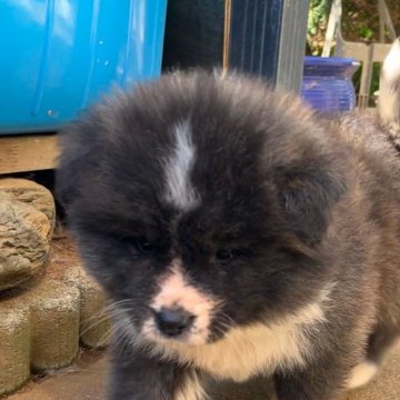 秋田犬【茨城県・女の子・2025年1月20日・虎毛 長毛】の写真「フワッフワで癒し系の女の子です。」