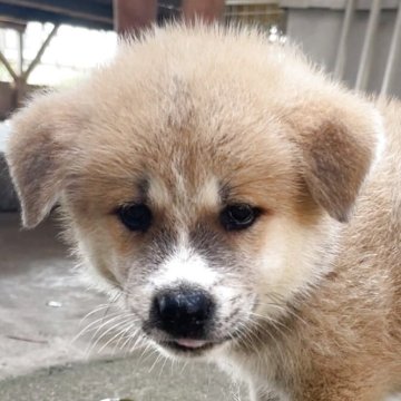 秋田犬【茨城県・女の子・2025年7月10日・赤毛】の写真「元気な女の子です。」