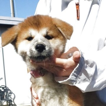 秋田犬【茨城県・男の子・2025年9月7日・赤毛】の写真「兄弟で一番大きな子犬です」