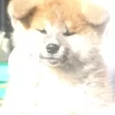 秋田犬【茨城県・男の子・2024年11月15日・赤毛】の写真1