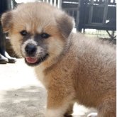 秋田犬