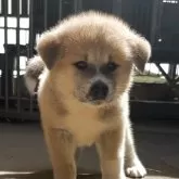 秋田犬