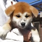 秋田犬【茨城県・女の子・2025年9月7日・赤毛】の写真3