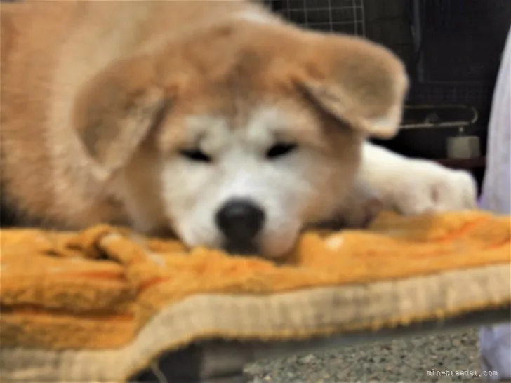 ID：2203-02147の子犬