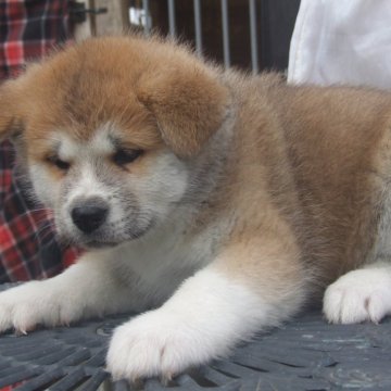 秋田犬【茨城県・女の子・2023年12月31日・赤毛】の写真「色合いのとても良い子です。」