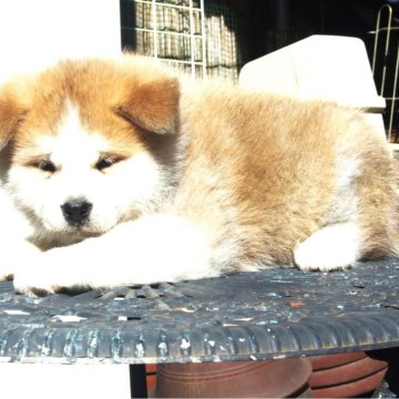 秋田犬【茨城県・女の子・2023年12月31日・赤牝】の写真「元気な女の子です。」