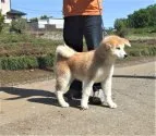 秋田犬【茨城県・女の子・2022年1月8日・赤毛】の写真3
