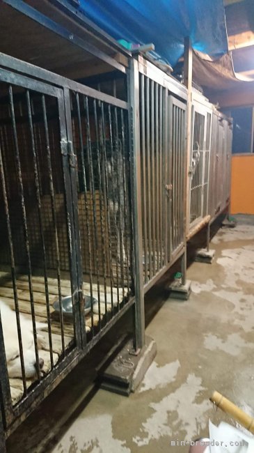 芳賀　訓之(はが　くにまさ)ブリーダー(宮城県・秋田犬など・秋田犬保存会/秋田犬保存会登録)の紹介写真3