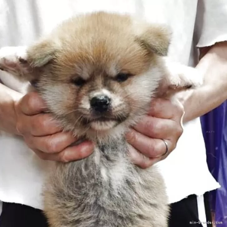 ID:2506-06324の子犬