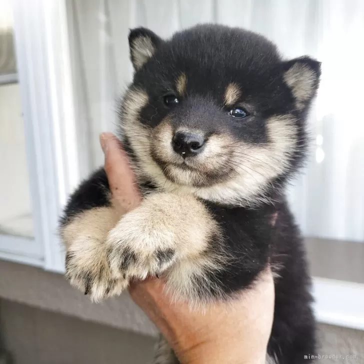 ID：2511-02437の子犬