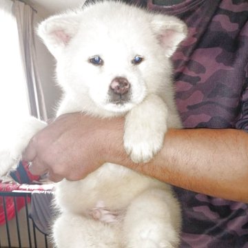 秋田犬【宮城県・男の子・2025年10月12日・白】の写真「可愛い白オス」