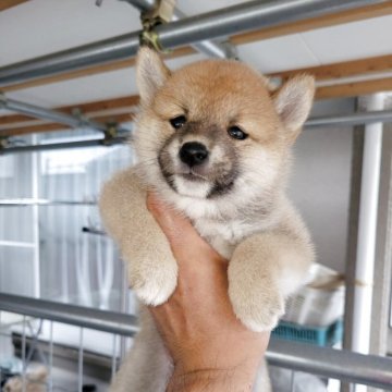 柴犬(豆柴)【宮城県・女の子・2025年9月1日・赤】の写真「可愛い柴」