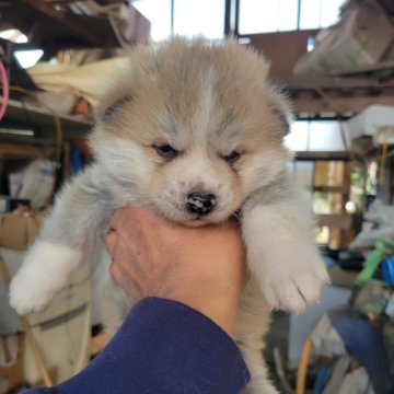 秋田犬【宮城県・男の子・2025年2月23日・赤】の写真「可愛いい赤オス！」