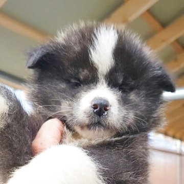 秋田犬【宮城県・男の子・2025年10月26日・虎】の写真「イケメン君」