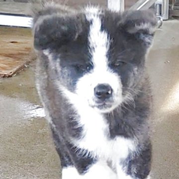 秋田犬【宮城県・男の子・2025年4月16日・虎】の写真「可愛い黒虎オス」