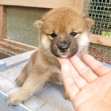 柴犬(標準サイズ)【宮城県・男の子・2025年8月15日・赤】の写真「可愛いです」