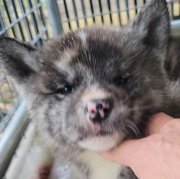 秋田犬【宮城県・女の子・2024年11月18日・虎】の写真「可愛い虎」