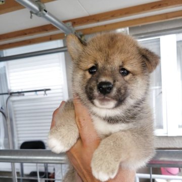 柴犬(豆柴)【宮城県・男の子・2025年9月1日・赤】の写真「可愛いです！」