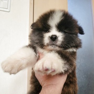 秋田犬【宮城県・男の子・2025年10月26日・虎】の写真「可愛い長毛」