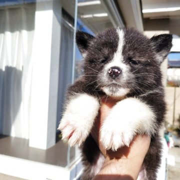 秋田犬【宮城県・男の子・2025年10月25日・虎】の写真「可愛い虎オス」