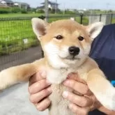 柴犬(標準サイズ)【宮城県・女の子・2025年4月4日・赤】の写真1