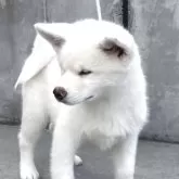 秋田犬