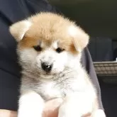 秋田犬