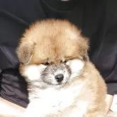 秋田犬