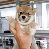 柴犬(豆柴)