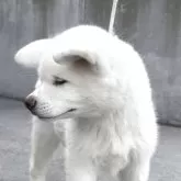 秋田犬