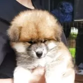 秋田犬