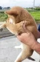 柴犬(標準サイズ)【宮城県・女の子・2025年4月4日・赤】の写真3